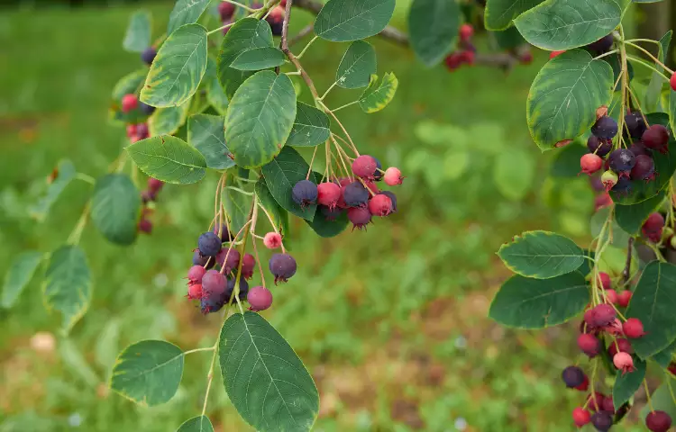 Amelanchier Fruit