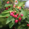 Amelanchier Fruit