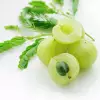 Amla Fruit