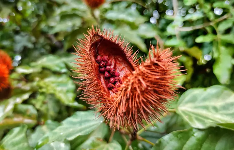 Annatto fruit 