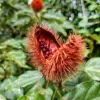 Annatto fruit 