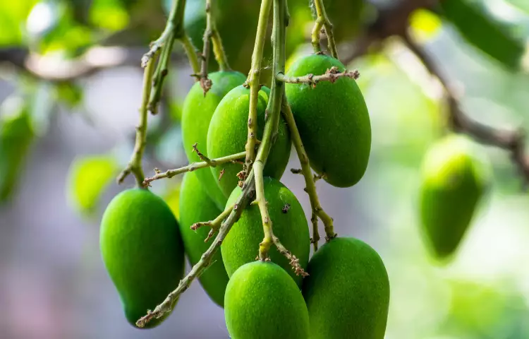 Apple Mango Fruit