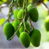 Apple Mango Fruit