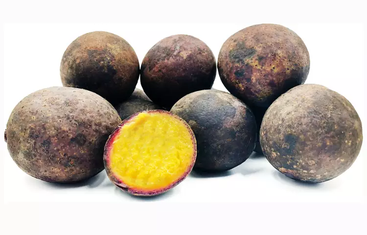 Asam Kumbang Fruit