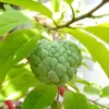 Atis Fruit