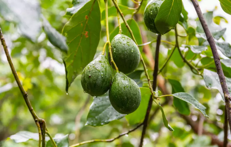 Avocado Berry Fruit