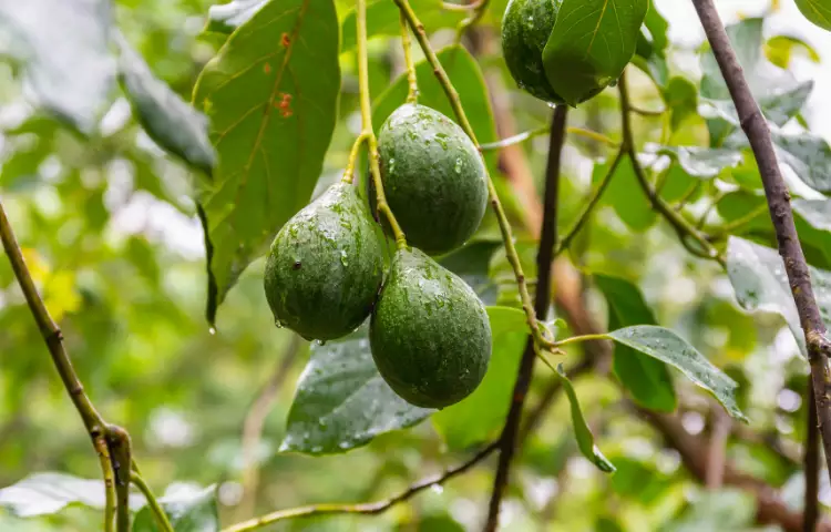 Avocado Pear Fruit