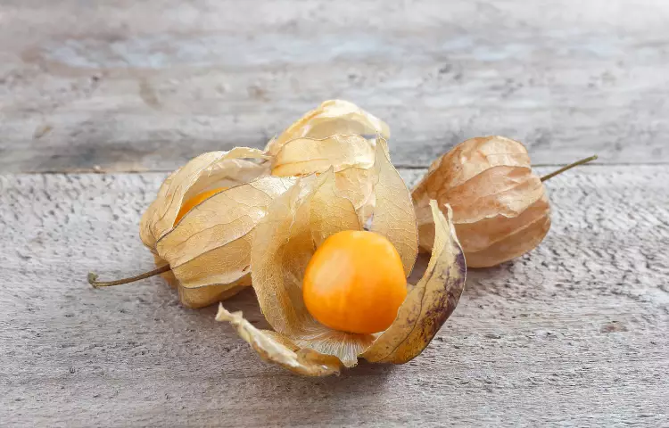 Barbados Gooseberry