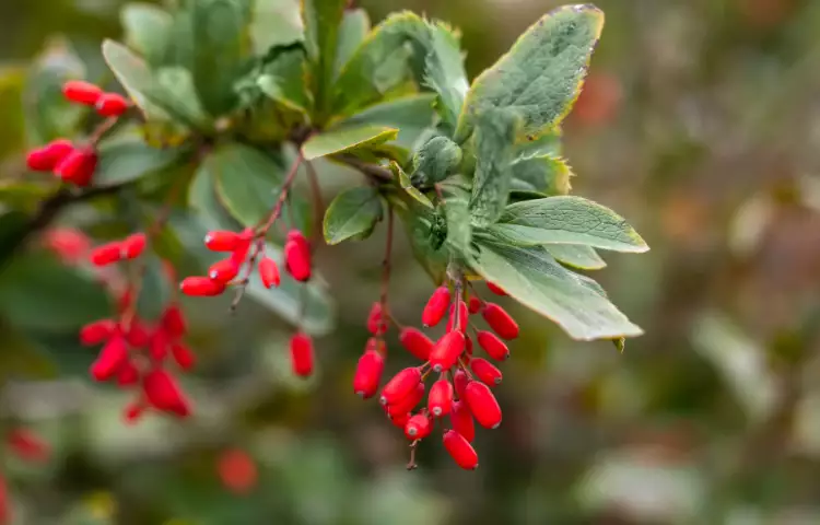 Barberry Fruit