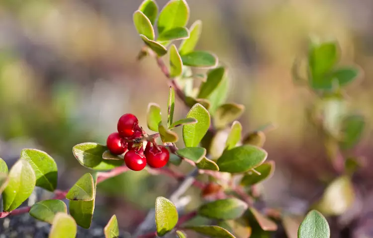 Bearberry