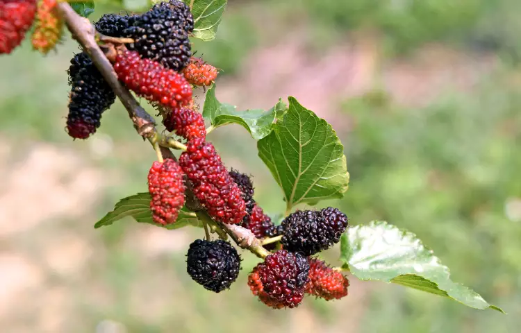 Black Mulberry