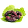 Black Mulberry