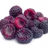 Black Raspberry Fruit