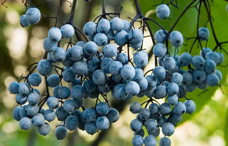 Blue Elderberries