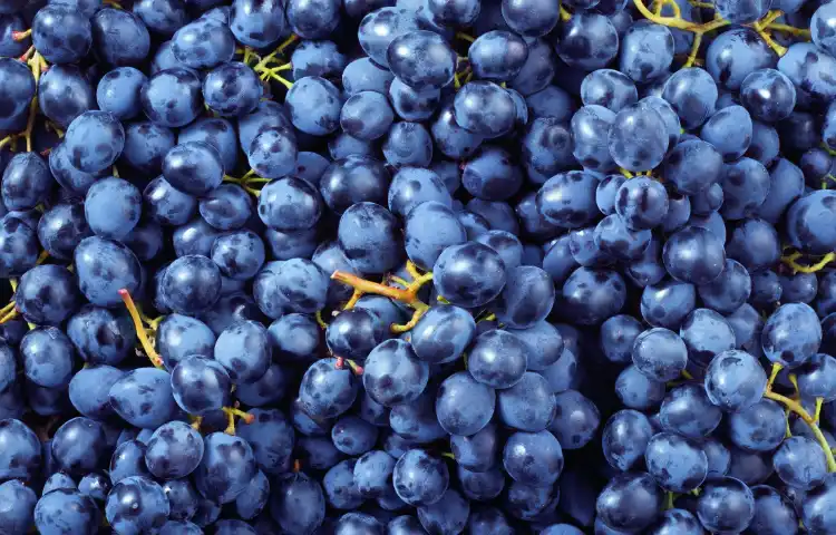 Blue Grapes