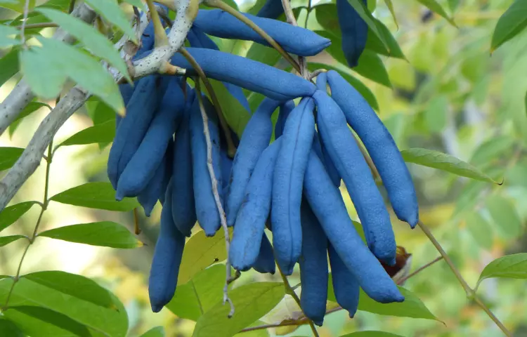 Blue Sausage Fruit