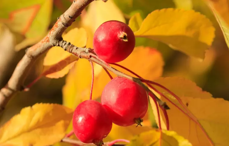 Chokecherry