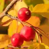 Chokecherry