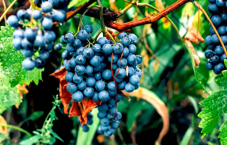 Concord Grapes