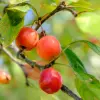 Crabapple