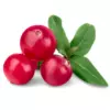 Cranberry