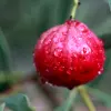 Desert quandong