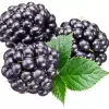 Dewberry Fruit