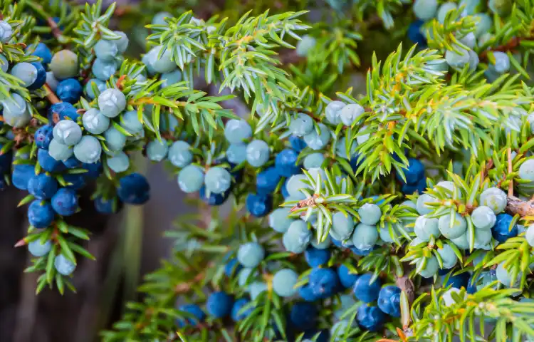 Juniper Berries