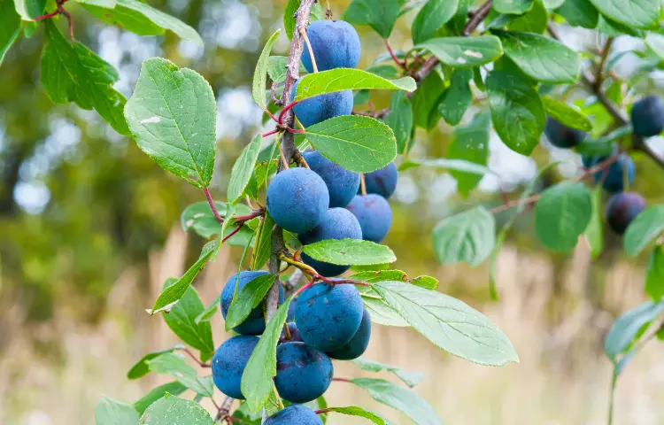 Sloe Plums